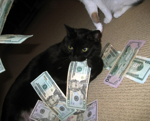 chat gouffre à argent