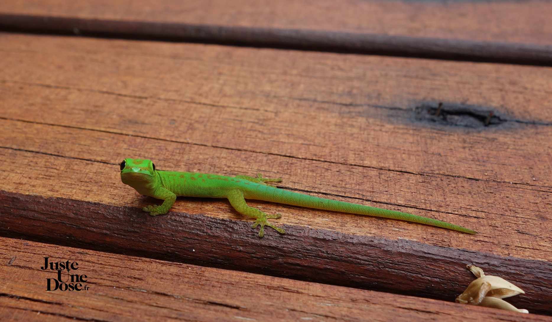 seychelles-ile-silhouette-gecko