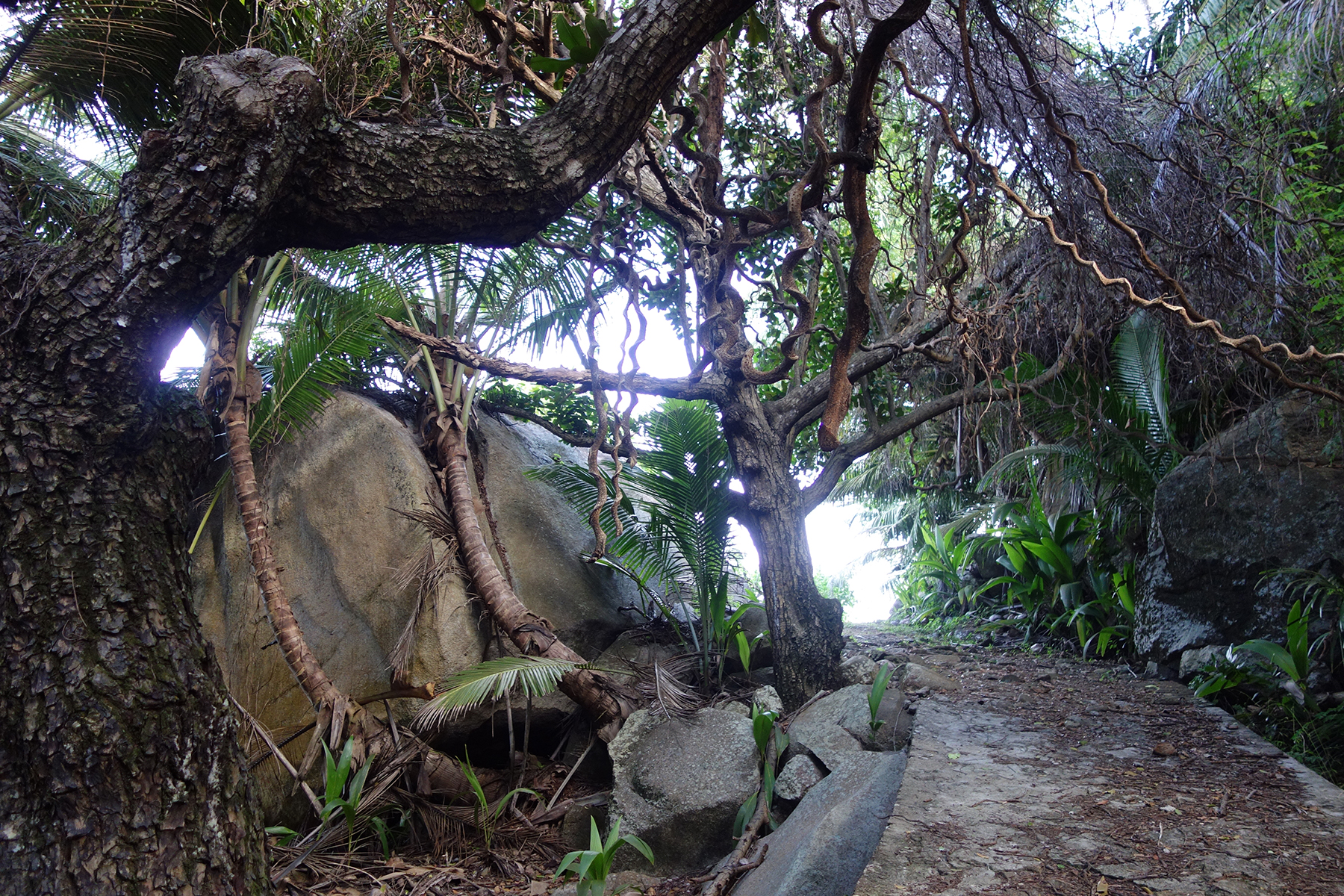 seychelles-silhouette-hiking-randonnee-jungle